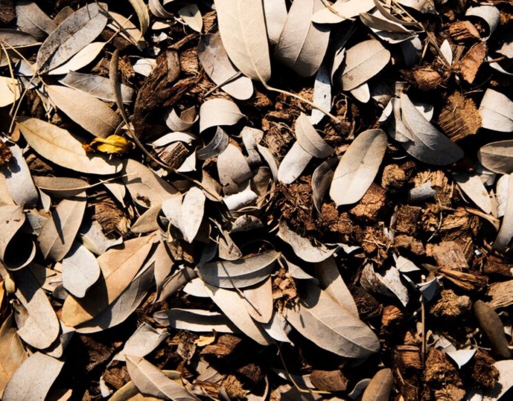 wood chip mulch