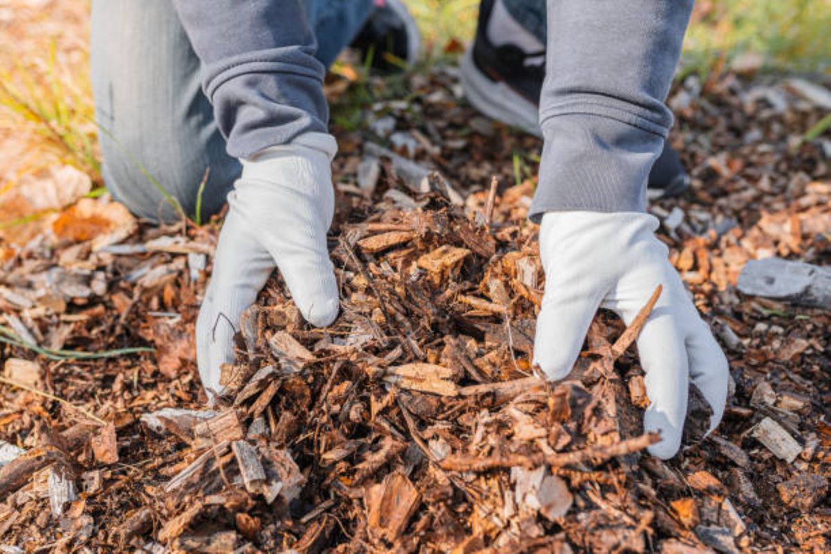 pine bark mulch